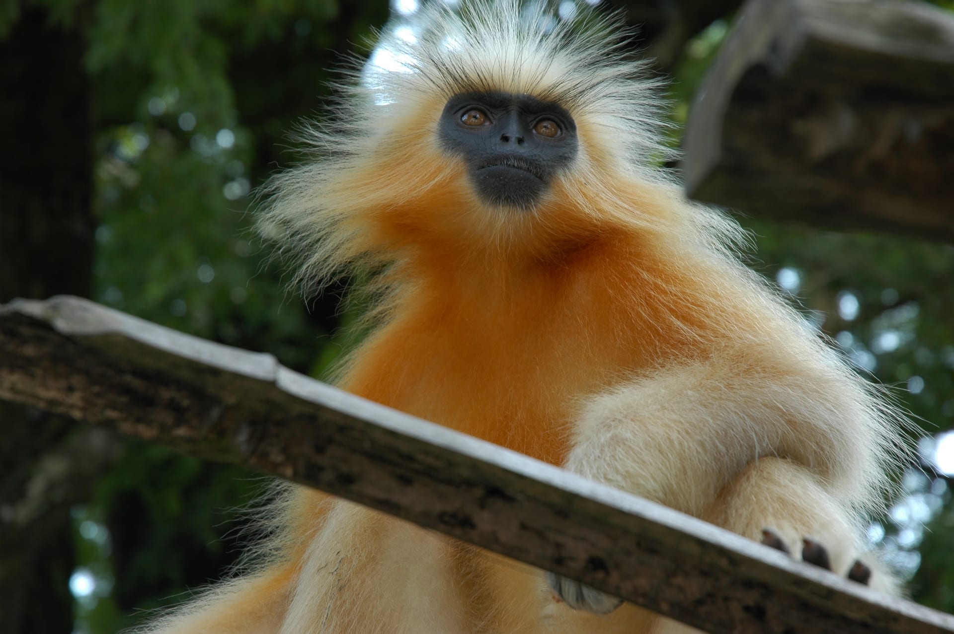 Close view of a golden langur, its black face framed by a pale gold ruff, perched in forest