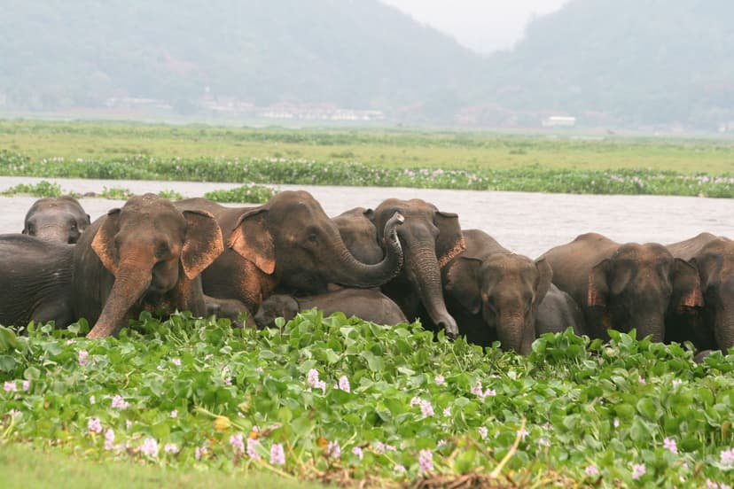 A herd of wild elephants feeding among water hyacinth at the edge of a wetland, hills hazy in the distance