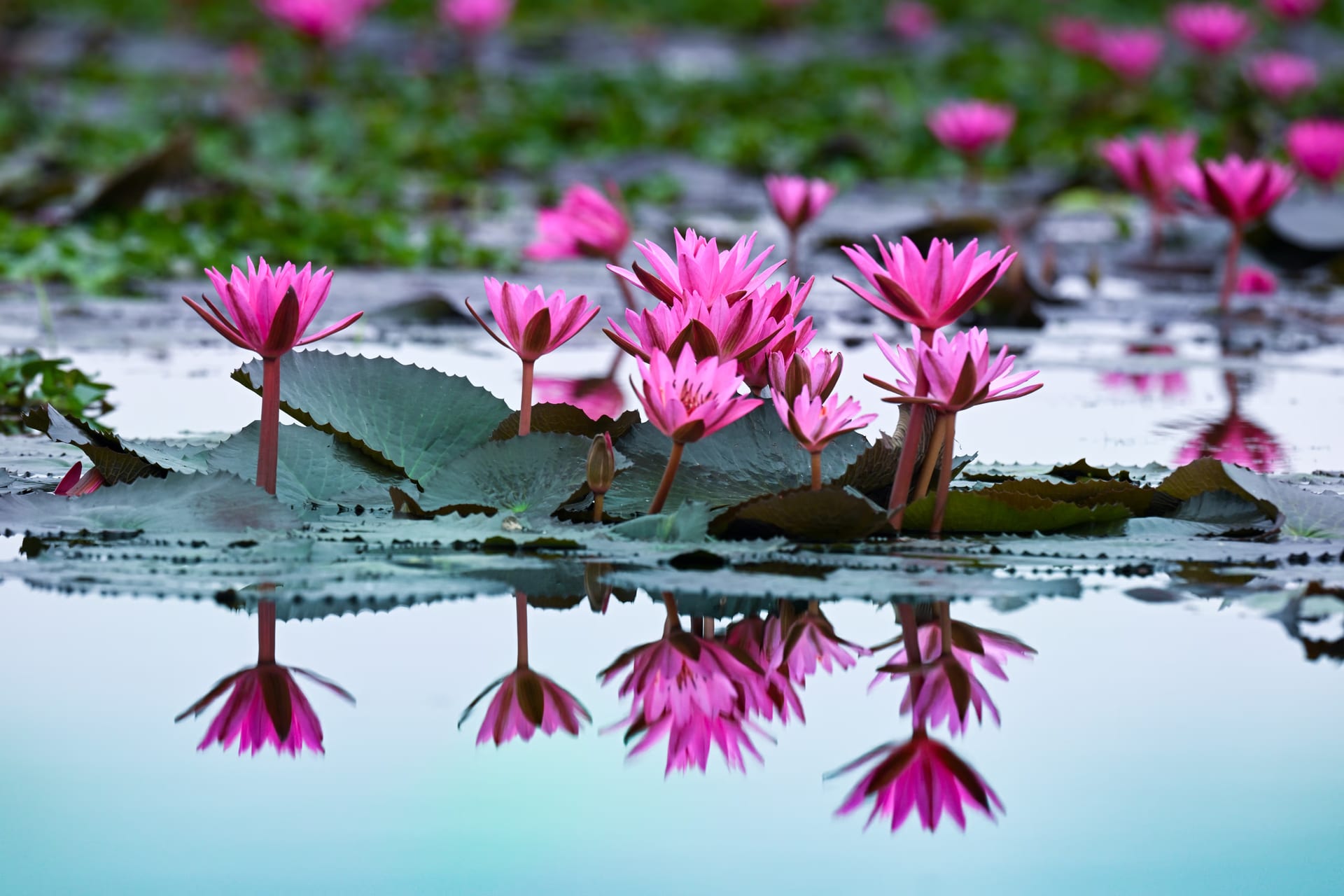 A cluster of vivid magenta-pink water lilies in full bloom rising from a still wetland, perfectly mirrored in the calm teal water, with green lily pads and more blooms softening into the background