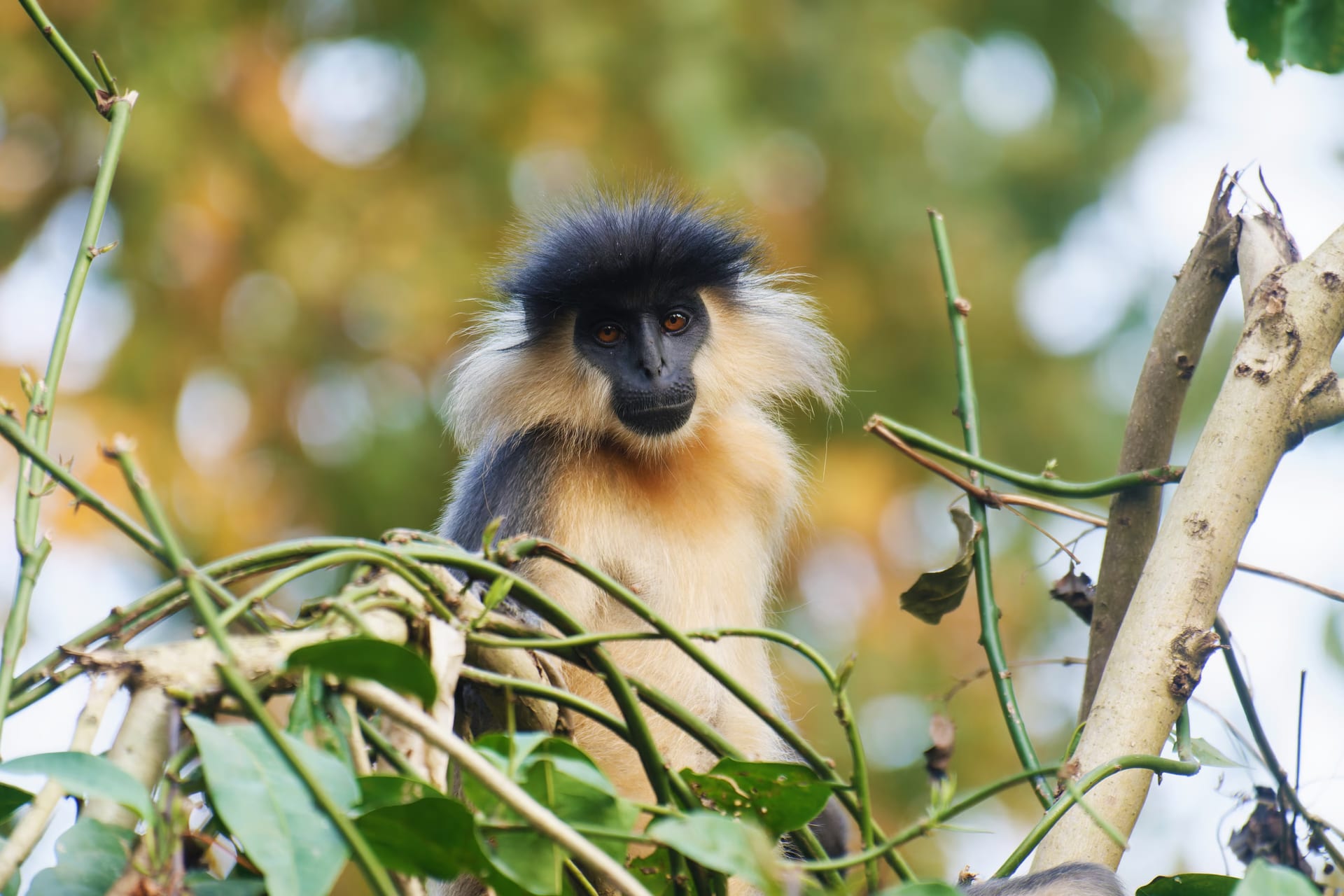 A langur with a dark grey cap of fur, a pale golden ruff framing its face and a long dark muzzle gazes from a tangle of vines, set against a soft golden-lit canopy