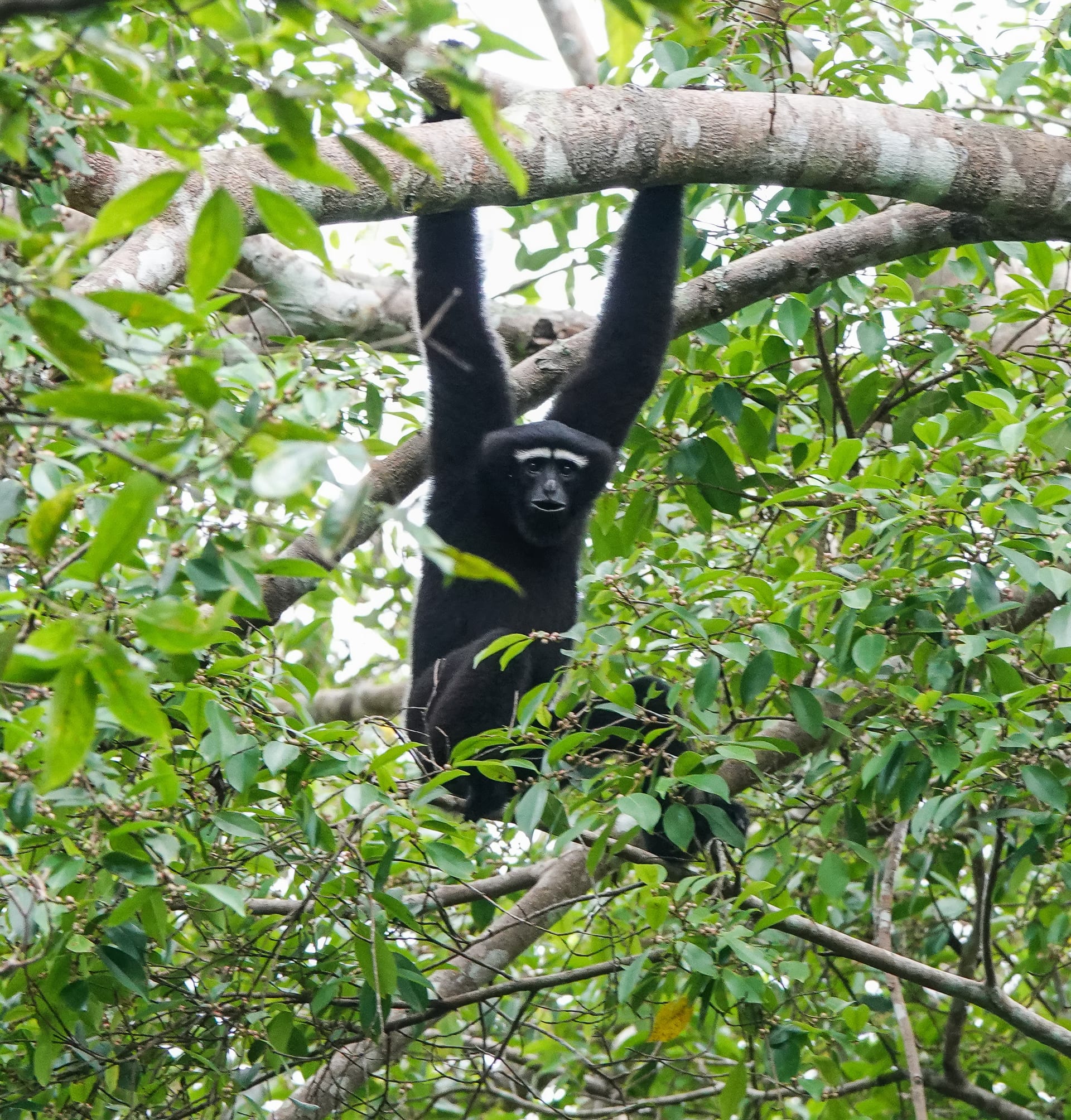 A black western hoolock gibbon with a white brow-band hanging by one arm from a forest branch amid green canopy
