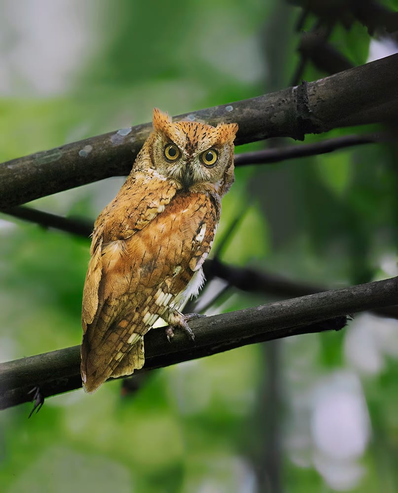 An oriental scops owl with raised ear tufts and bright yellow eyes perched on a branch against a soft green forest background