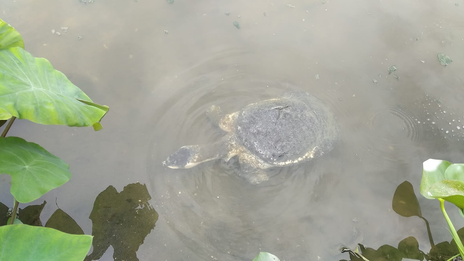 A black softshell turtle at the surface of a shallow pond, its broad rounded carapace and long fleshy snout visible among aquatic leaves