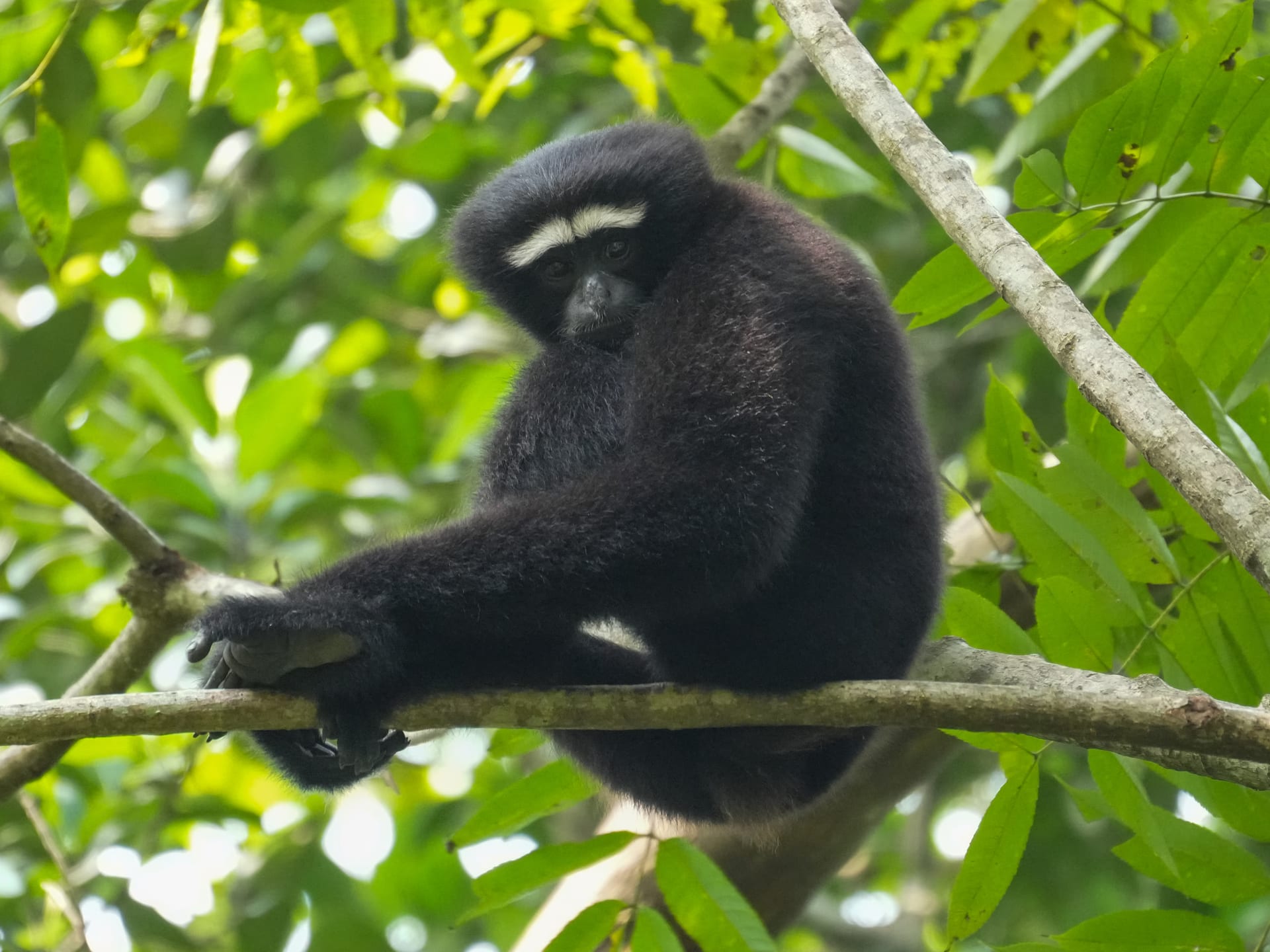 A black western hoolock gibbon with white brow bands sitting on a branch amid green forest canopy