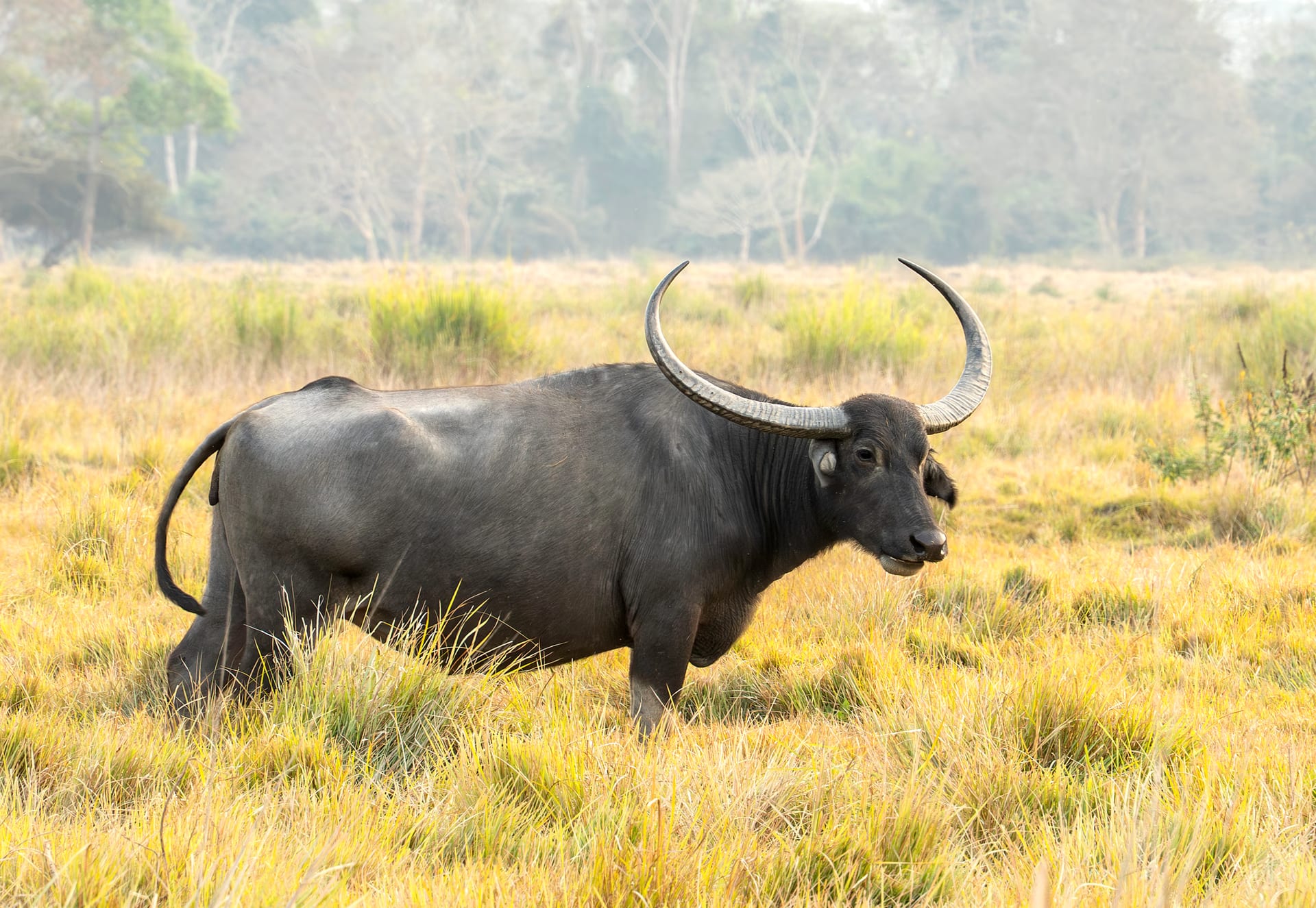 A wild water buffalo bull with large sweeping horns standing in grassland in Kaziranga National Park