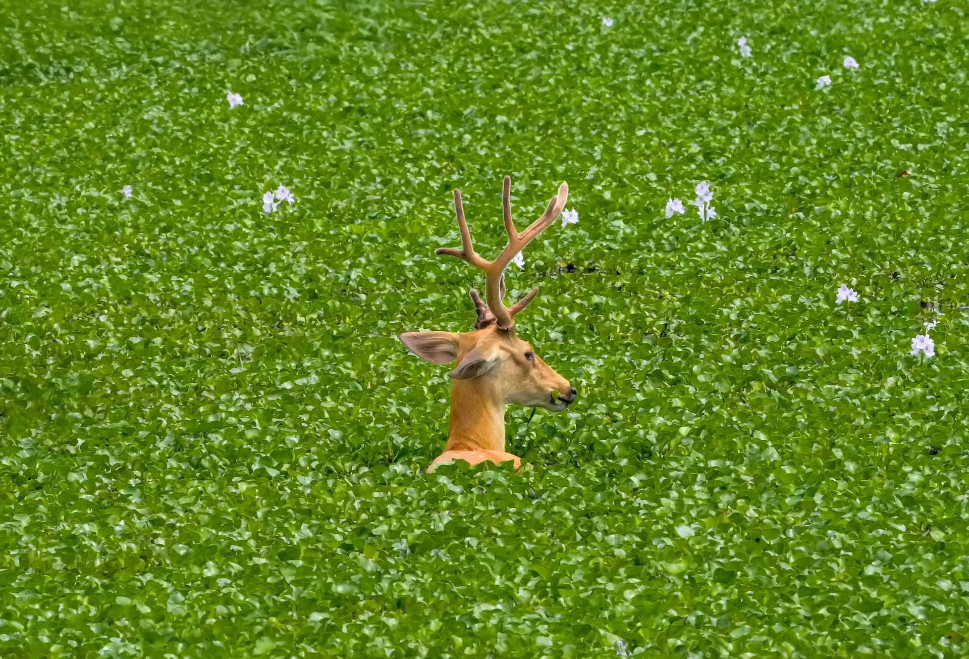 An eastern swamp deer stag with antlers raised above a green water-meadow of floating vegetation in Kaziranga National Park