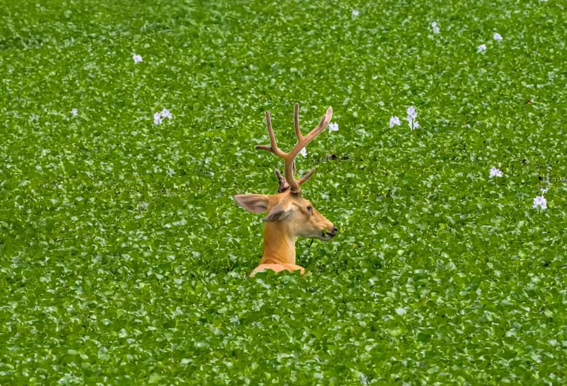 An eastern swamp deer stag with antlers raised above a green water-meadow of floating vegetation in Kaziranga National Park