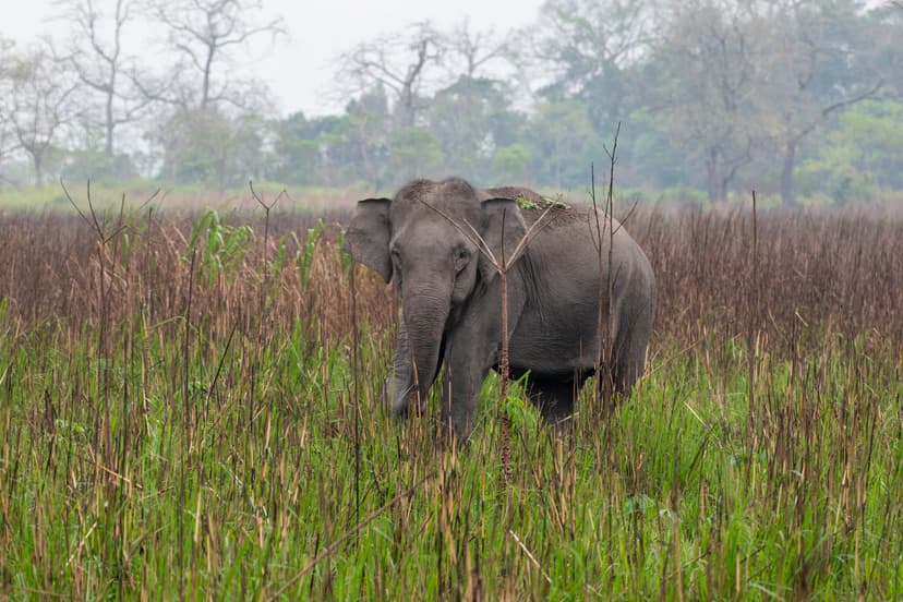 A wild Asian elephant standing amid tall elephant grass at Kaziranga, woodland behind in soft mist
