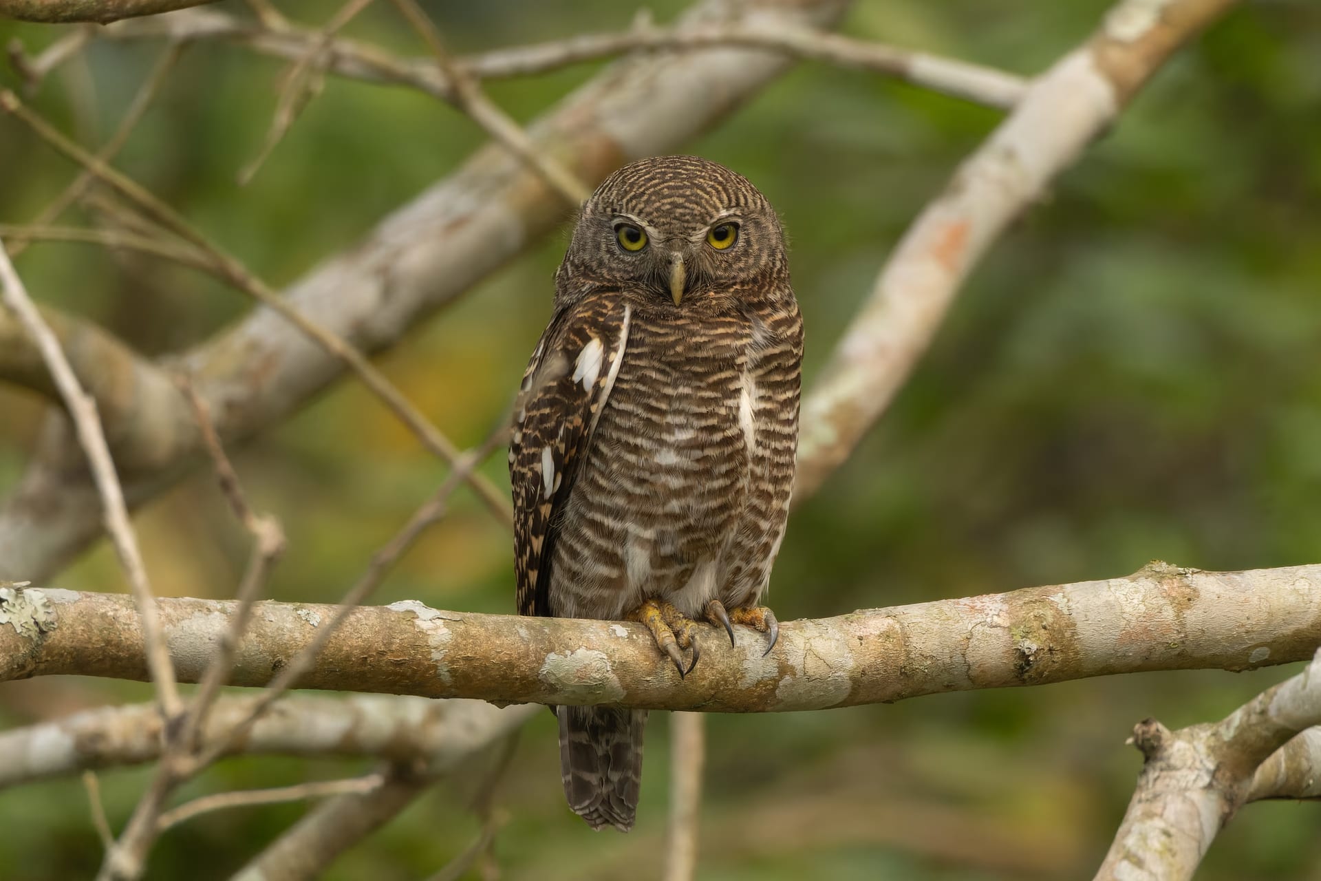 An Asian barred owlet perched on a lichen-covered branch, facing the camera with both bright yellow eyes, its finely barred brown-and-white plumage sharp against soft green foliage