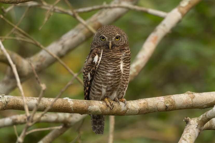 An Asian barred owlet perched on a lichen-covered branch, facing the camera with both bright yellow eyes, its finely barred brown-and-white plumage sharp against soft green foliage