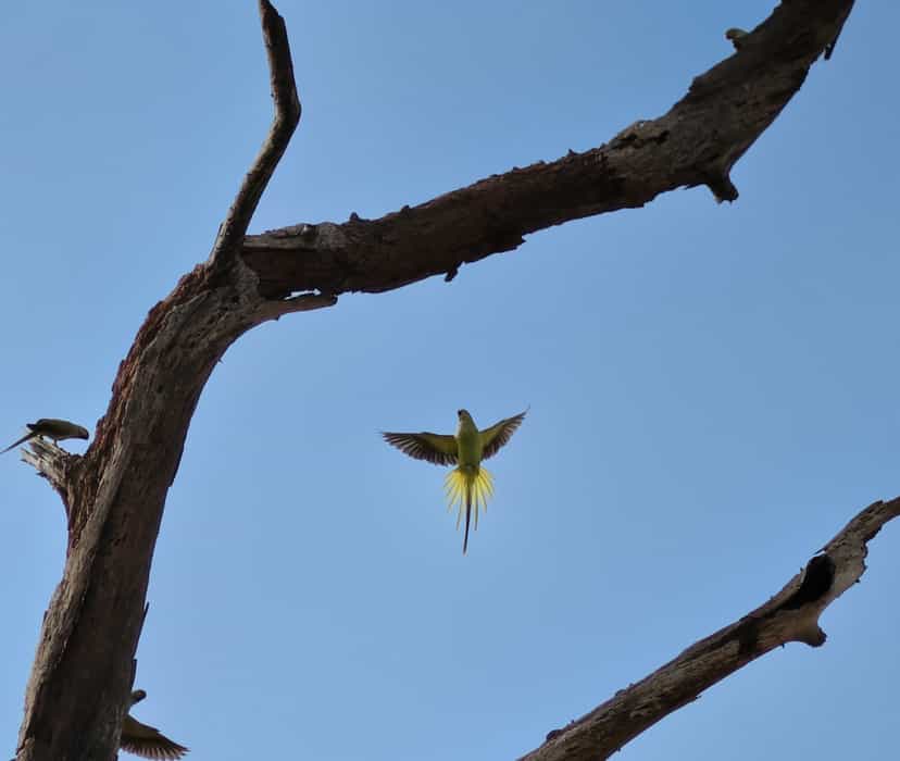 Two long-tailed green parakeets in flight against a clear blue sky around a bare, weathered tree, one bird below with wings and yellow-edged tail fully spread, others perched on the dead branches