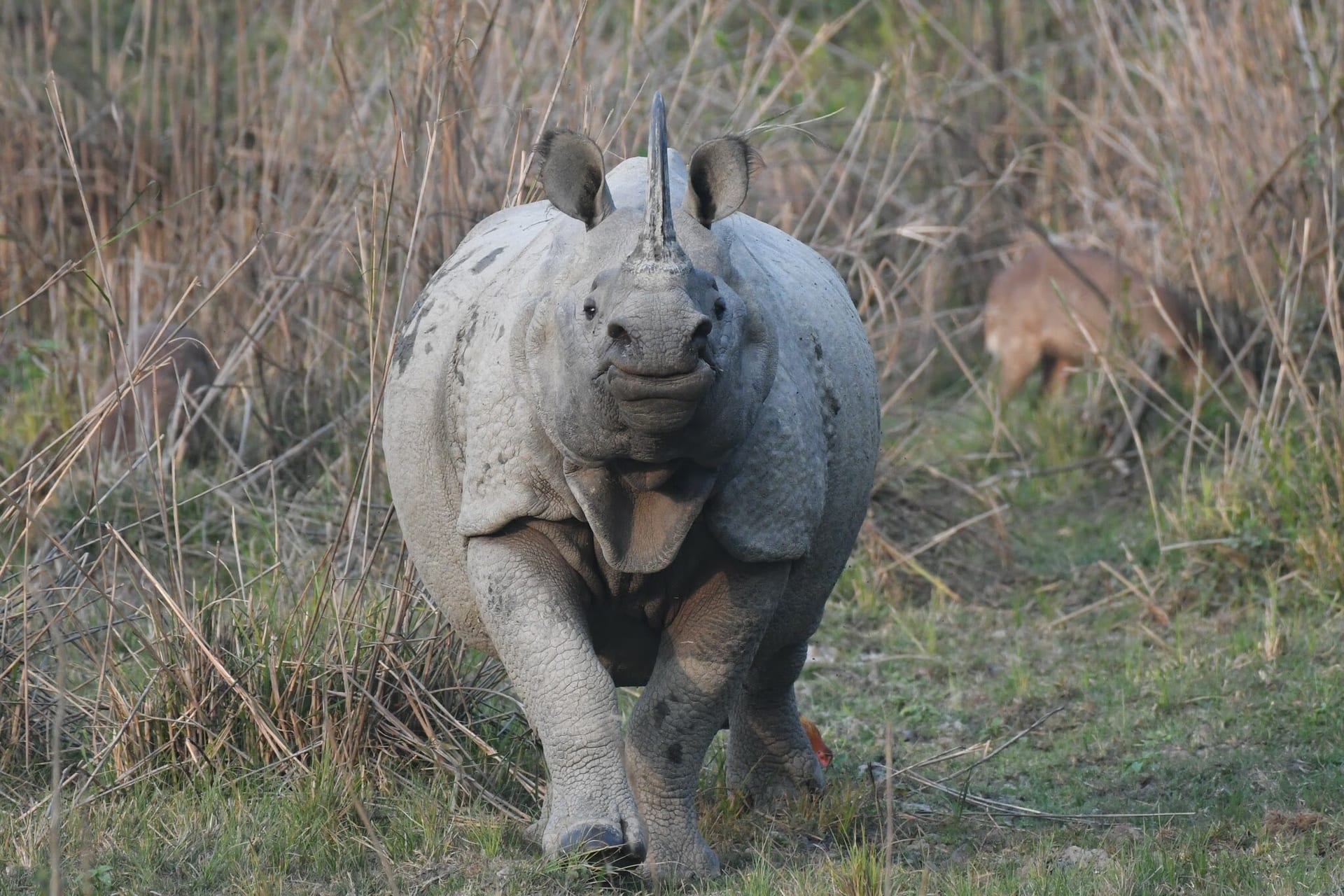A greater one-horned rhinoceros walking through tall dry grass, its single horn and folded armour-like skin clearly visible