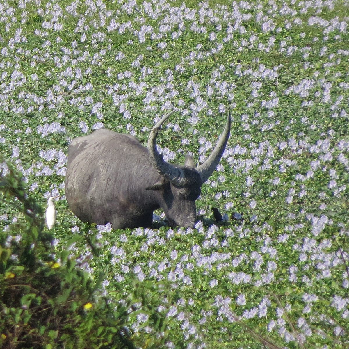 A wild water buffalo with broad sweeping horns resting in a meadow carpeted with pale lilac water-hyacinth flowers, a white egret standing nearby