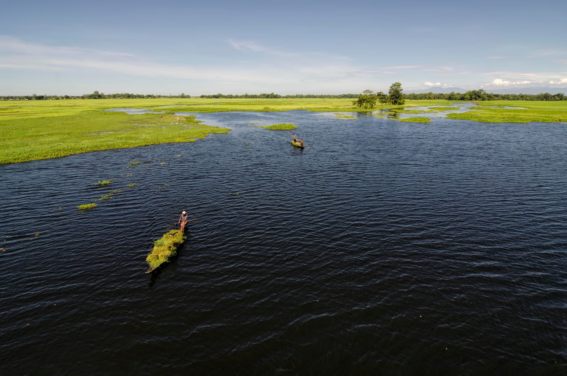 Aerial view of Majuli's flooded wetlands: dark winding water channels threading between bright green marsh grass under a clear blue sky, with two men poling small grass-laden country boats