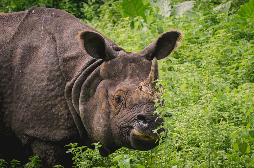 A greater one-horned rhinoceros in close profile pushing through tall green grass at Manas, its single horn, deeply folded plated hide and small dark eye sharply lit against vivid green foliage