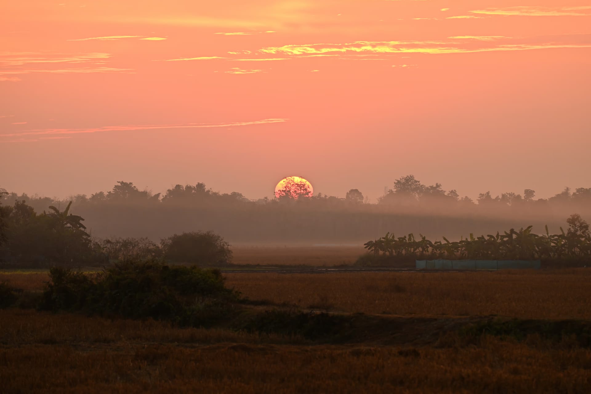 Sunrise at Manas: the sun a glowing disc cresting a misty treeline above the floodplain, a coral-and-gold sky over layered mist, banana groves and stubble fields below