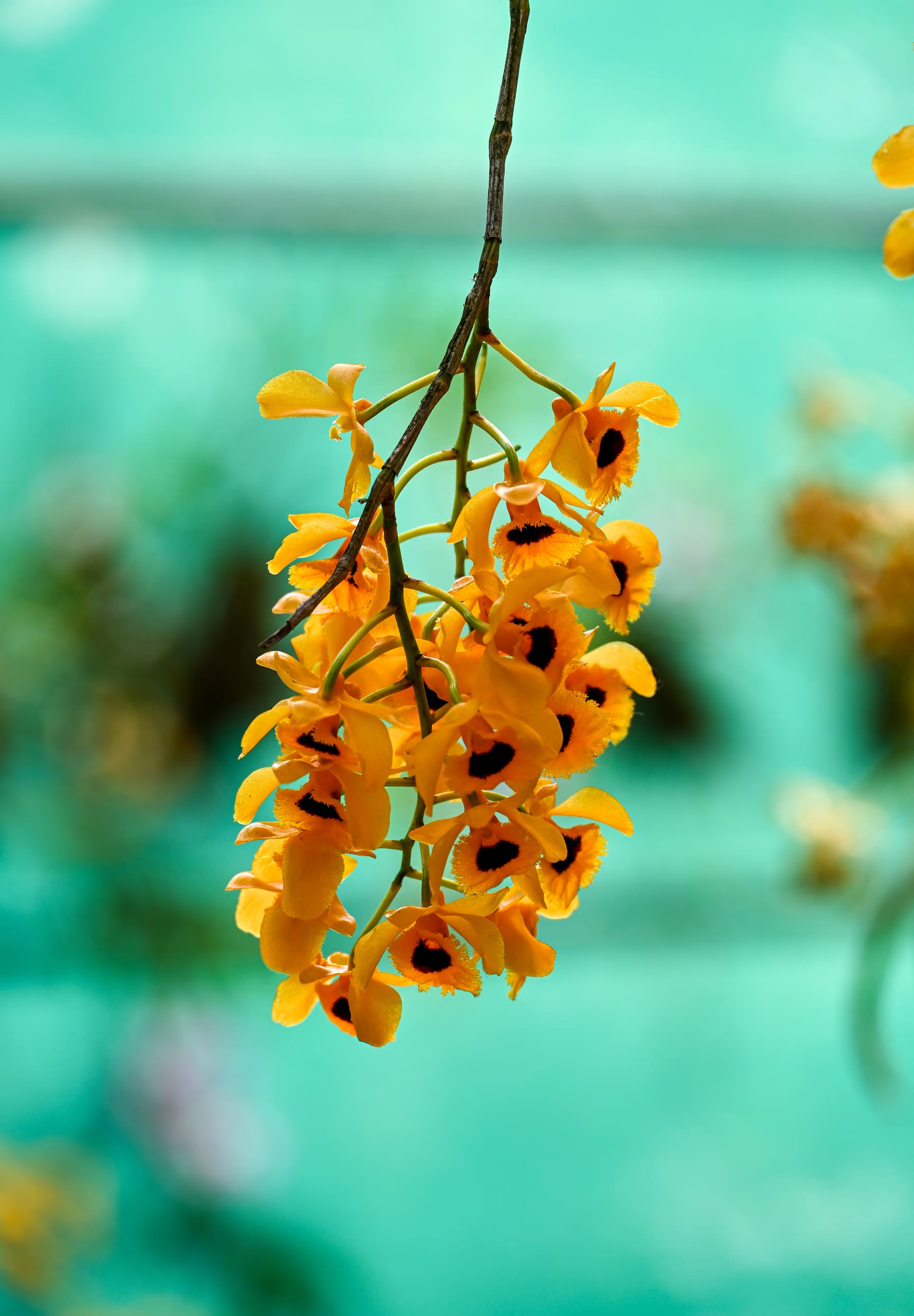 A hanging spray of golden-orange Dendrobium fimbriatum orchids, each bloom with a dark fringed throat