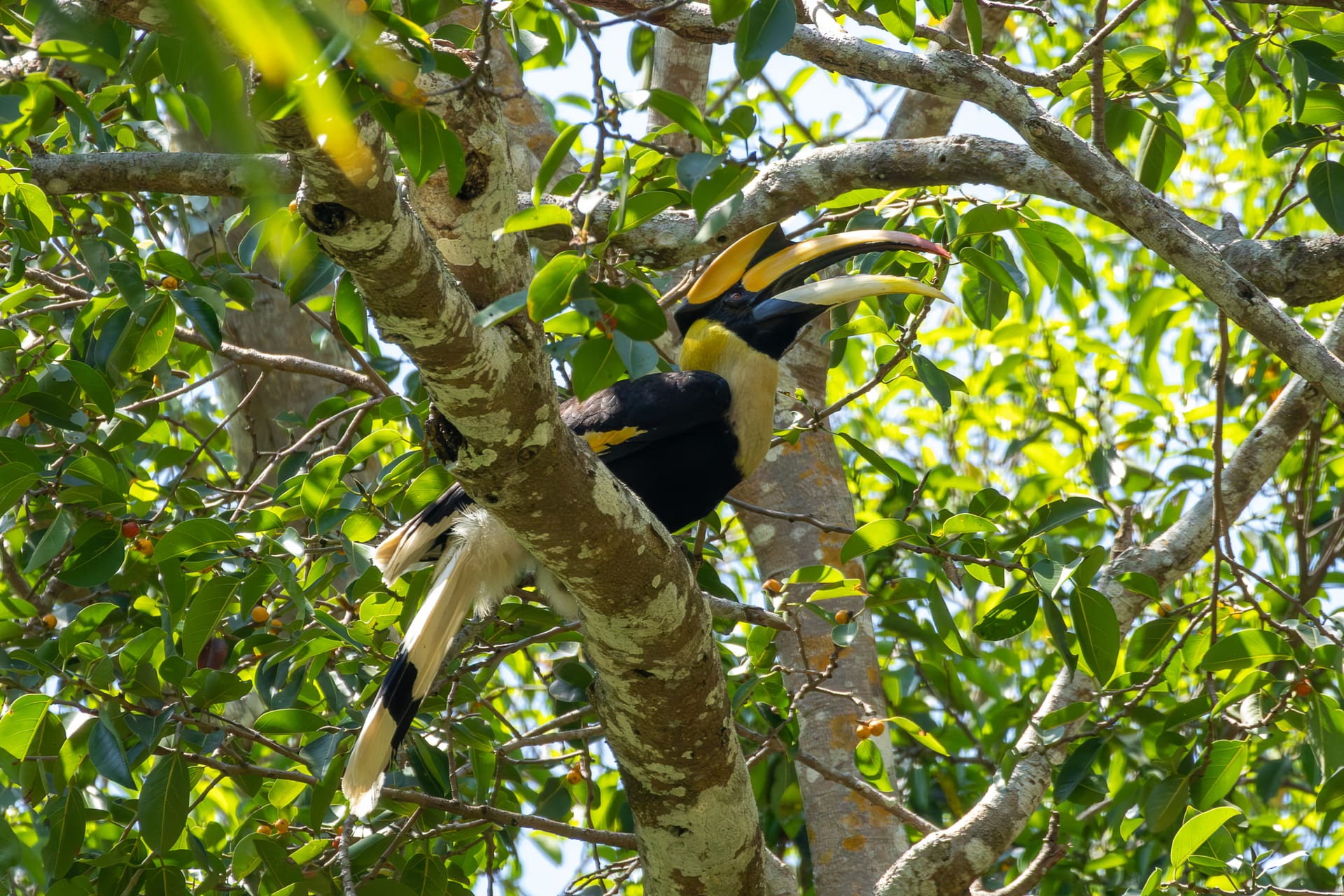 A great hornbill perched among leafy green fig branches in the forest canopy, leaning forward, its massive yellow casque and bill, black-and-white wing and long white-tipped tail catching the dappled light