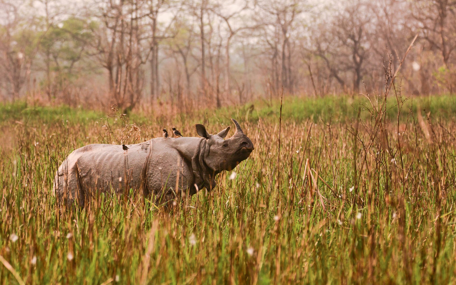 A greater one-horned rhinoceros standing in tall floodplain grassland, with small birds perched on its back and woodland behind