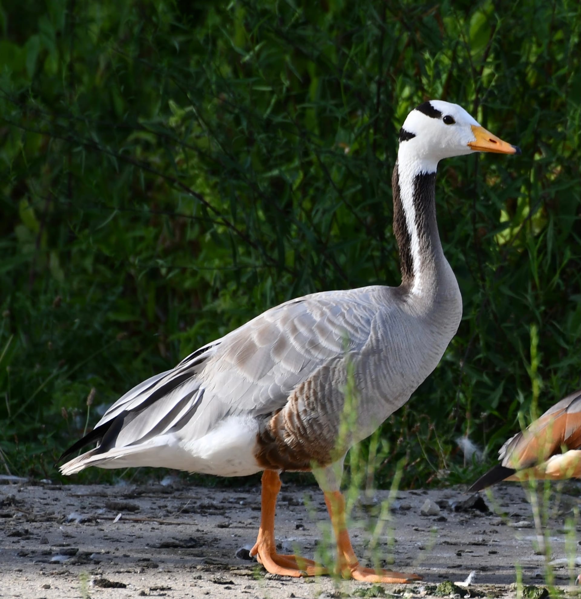 A bar-headed goose, its white head crossed by two black bars, standing at a water's edge