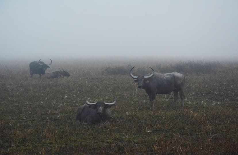 A wild water buffalo with broad sweeping horns standing among resting buffalo in dawn mist on grassland