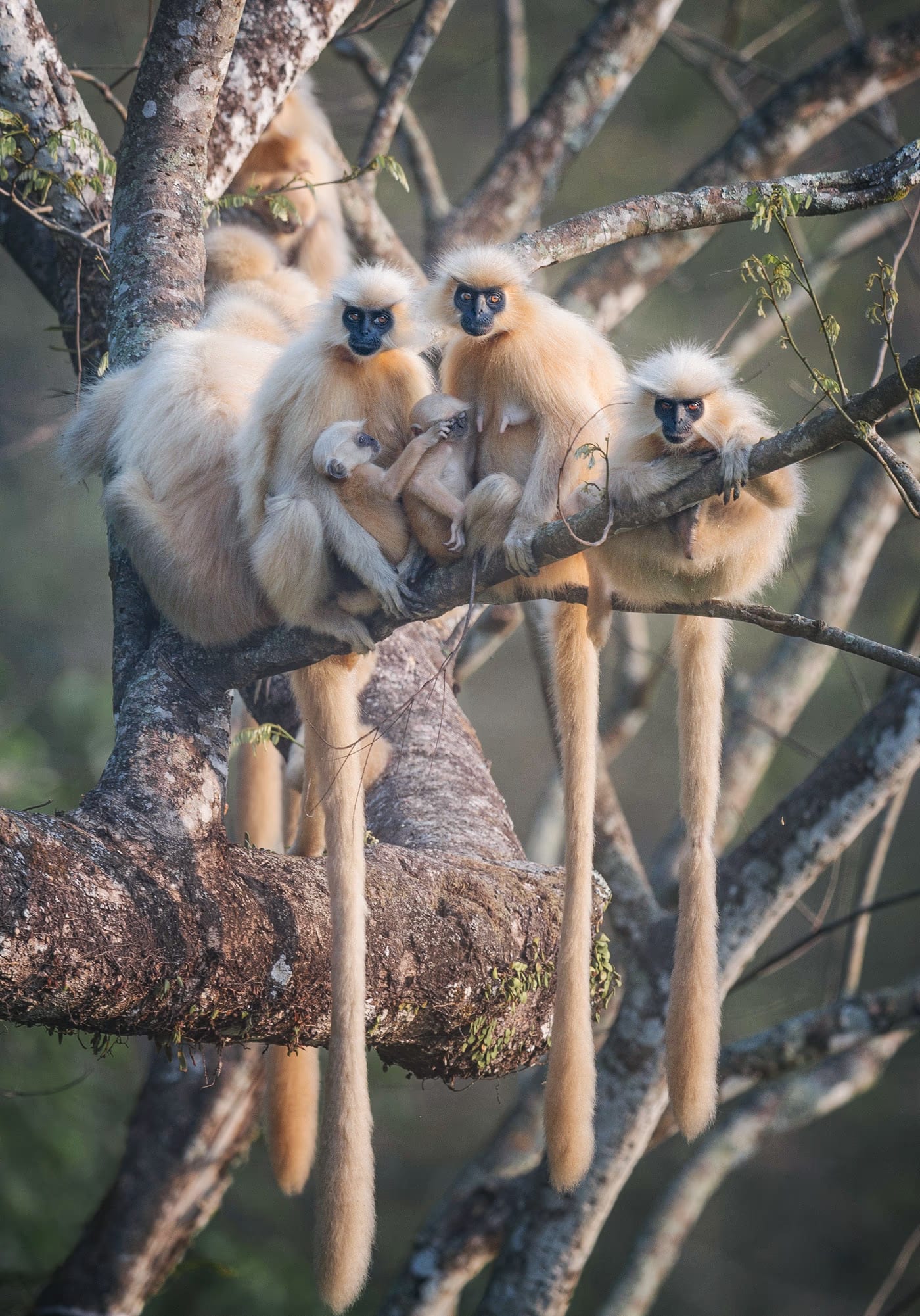 A huddled troop of golden langurs in a bare tree, including an infant clutched to its mother, their long tails hanging down against a misty background