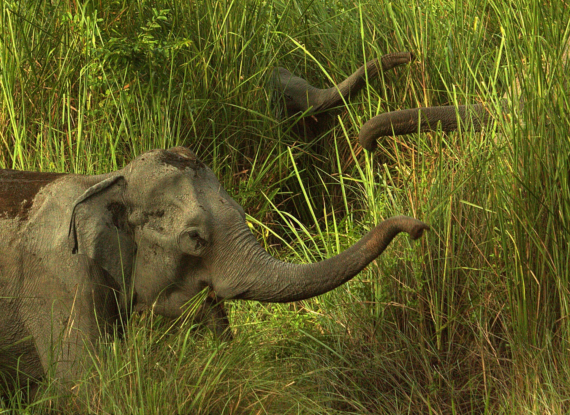 A wild Asian elephant close in tall green grass, trunk raised and curling toward a clump of grass it is about to feed on, a second elephant behind in the reeds