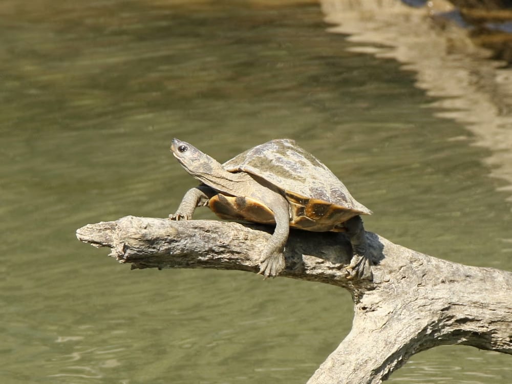 A small freshwater turtle in side profile basking on a pale driftwood branch above greenish water, neck extended, with a domed brown carapace carrying a raised ridge along its midline.