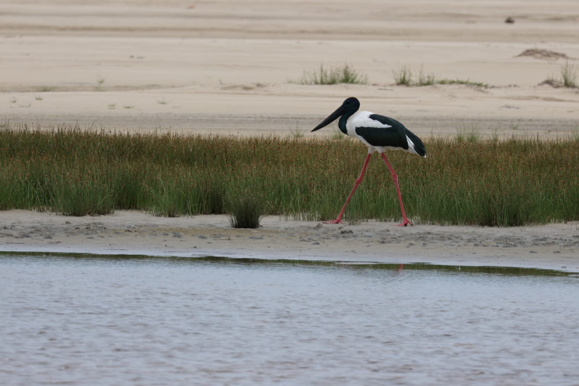 A tall black-necked stork strides along a grassy sandbar at the edge of shallow water; glossy black head and neck, white body, dark folded wing, heavy black bill and long pinkish-red legs.