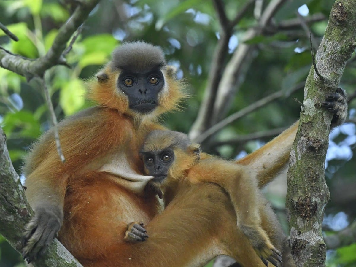An adult capped langur with a dark grey crown cap, dark bare face and golden-orange underparts perched in a tree, clutching an infant against its chest, its long tail trailing down a branch.