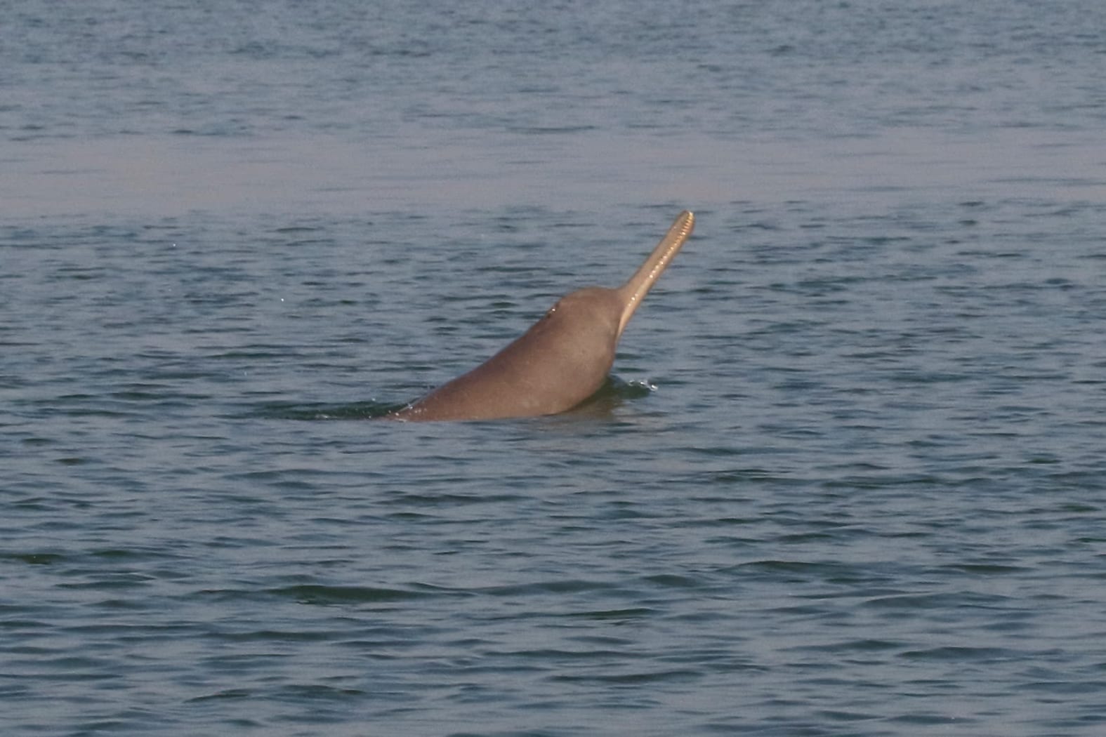 A grey-brown river dolphin surfacing in calm water, its long narrow beak and rounded forehead lifted clear above the body, with a low ridge along the back