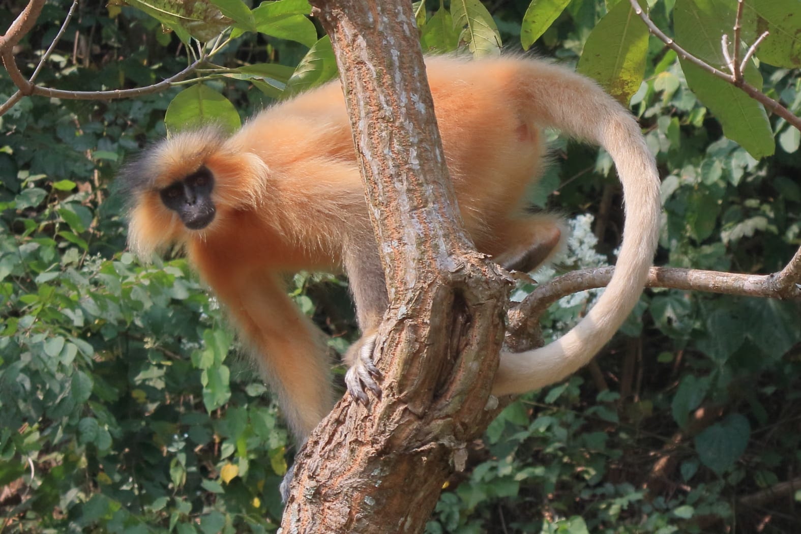 A golden langur with a cream-to-rich-golden coat over its whole body and a dark, hairless face, perched on a forked tree trunk; its long tail curves down in a clear arc against green foliage.