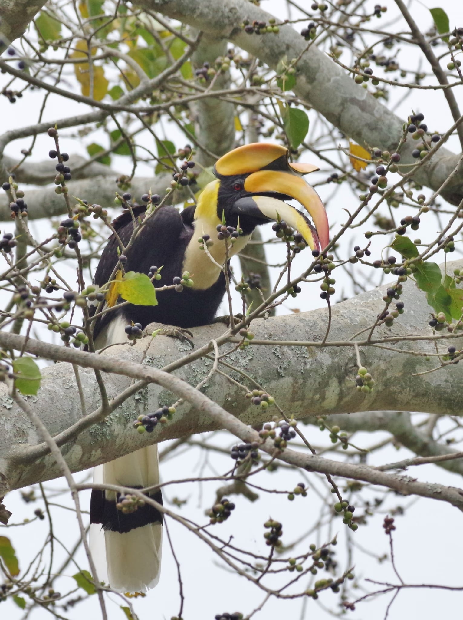 A great hornbill perched among fruiting fig branches against a pale sky, its massive yellow bill topped by a concave yellow casque, with glossy black plumage and a white lower belly and tail.