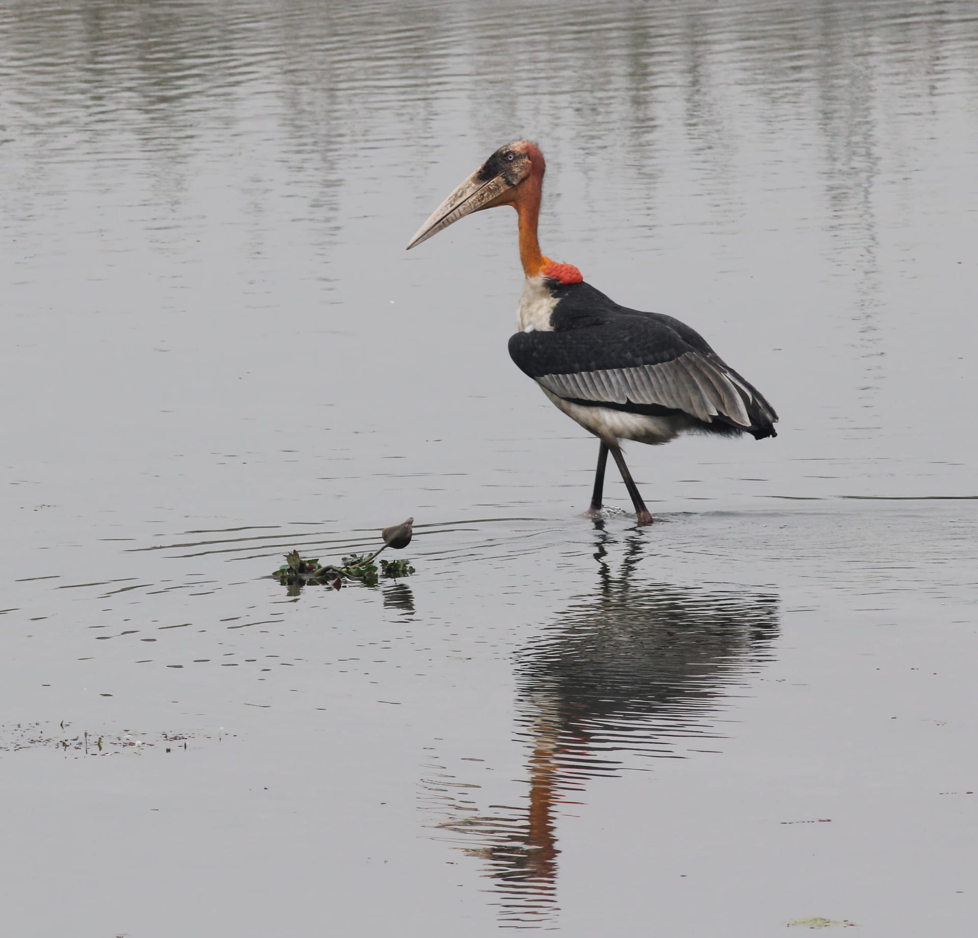 A greater adjutant stork wading in shallow open water, its heavy wedge-shaped bill, bare pinkish head, orange neck pouch and dark folded wing-cloak over pale underparts mirrored in the still surface