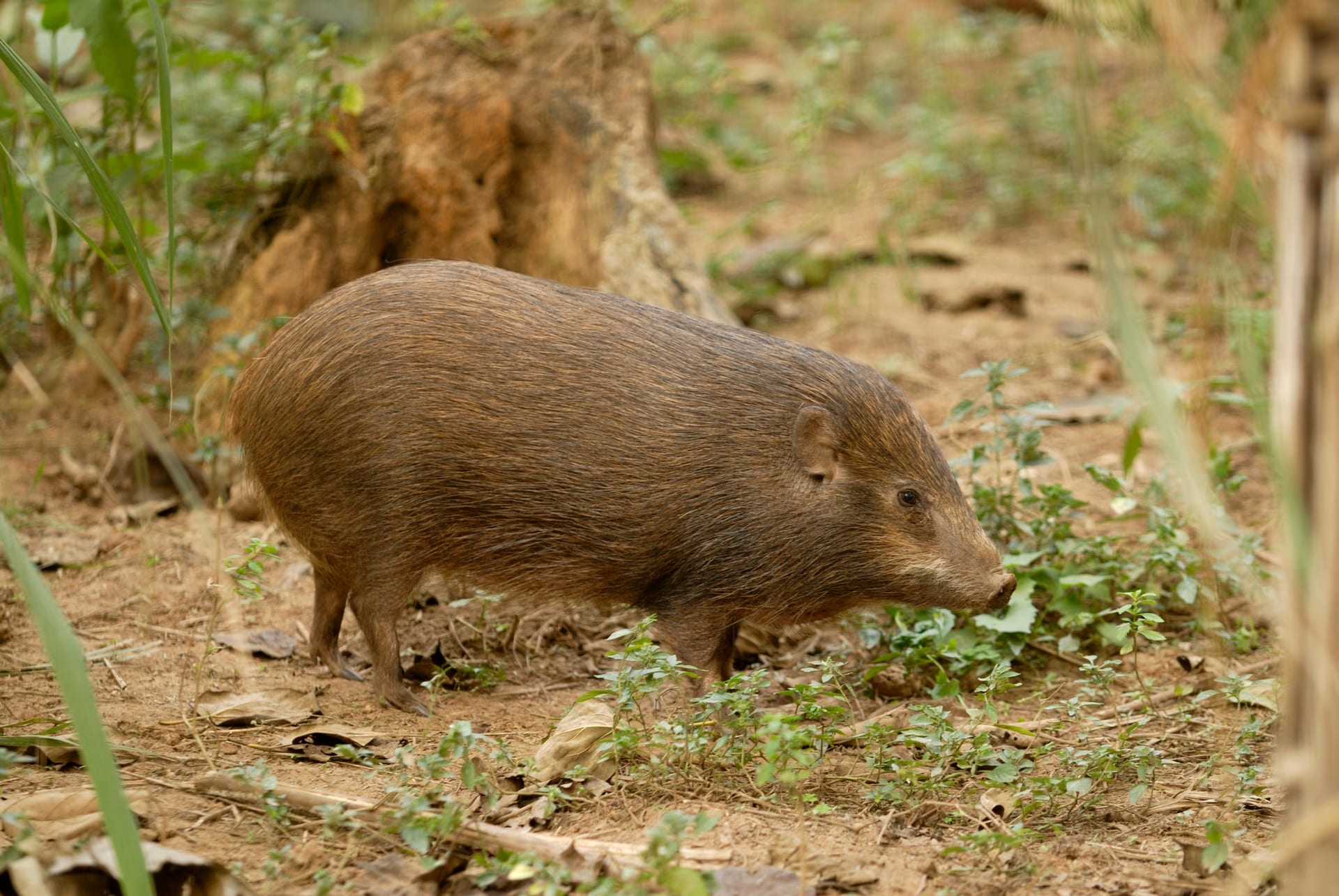 A small dark-brown wild pig in side profile, standing on bare earth among grass and leaves, with a short pointed snout, small ears and short legs
