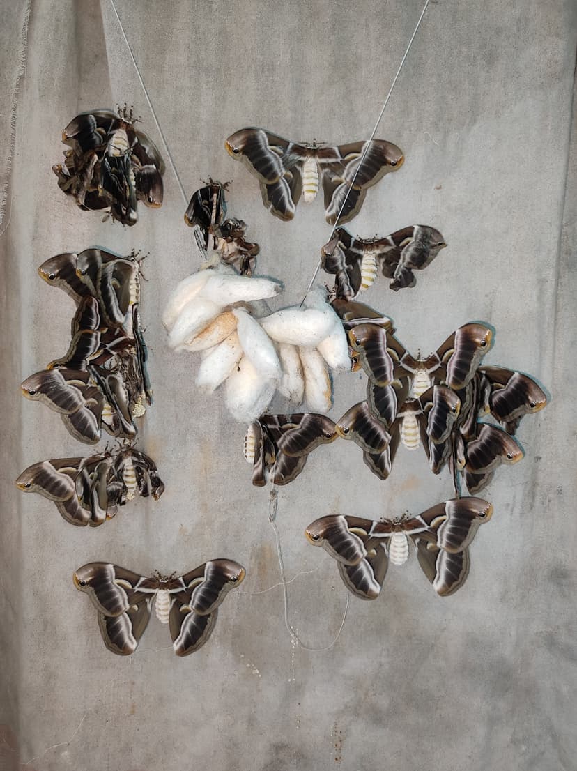 Several brown adult eri silkmoths arranged on a grey cloth around a cluster of white open-ended cocoons