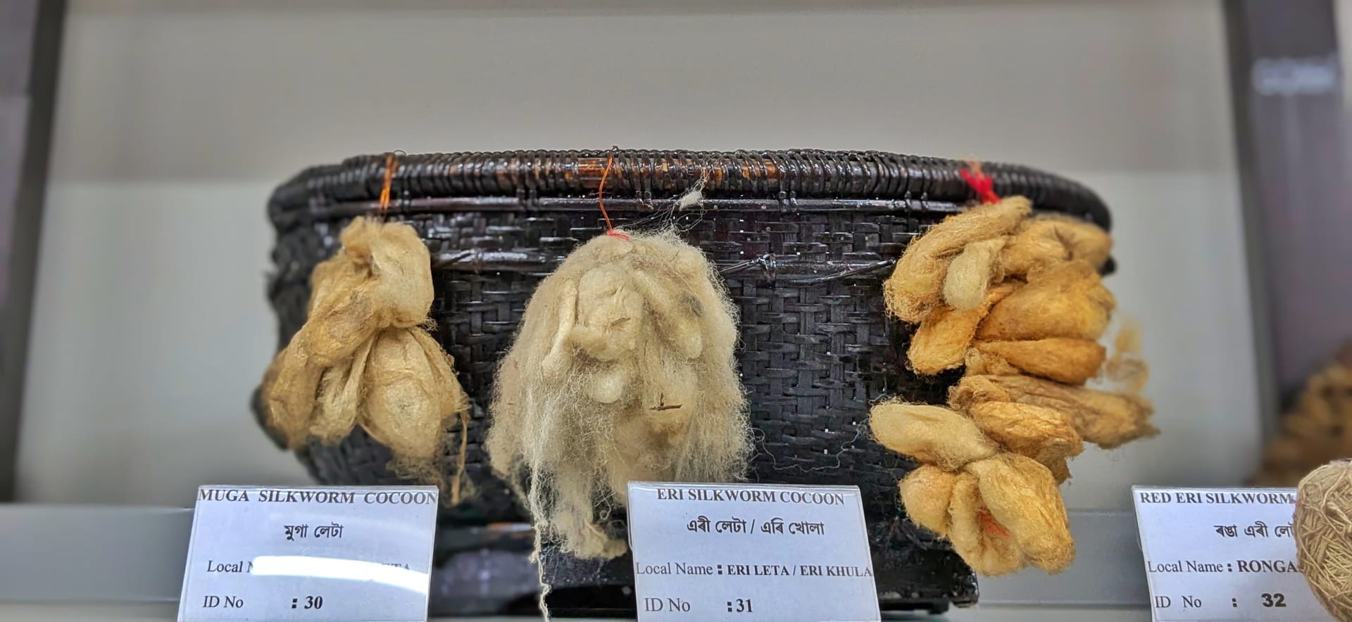 Labelled museum display of muga, eri and red eri silkworm cocoons hung on a bamboo basket