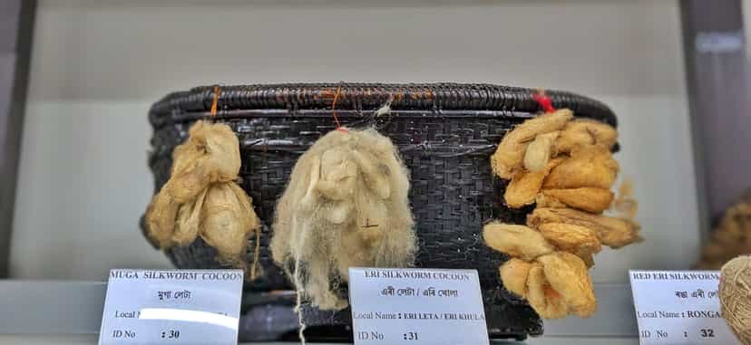 Labelled museum display of muga, eri and red eri silkworm cocoons hung on a bamboo basket