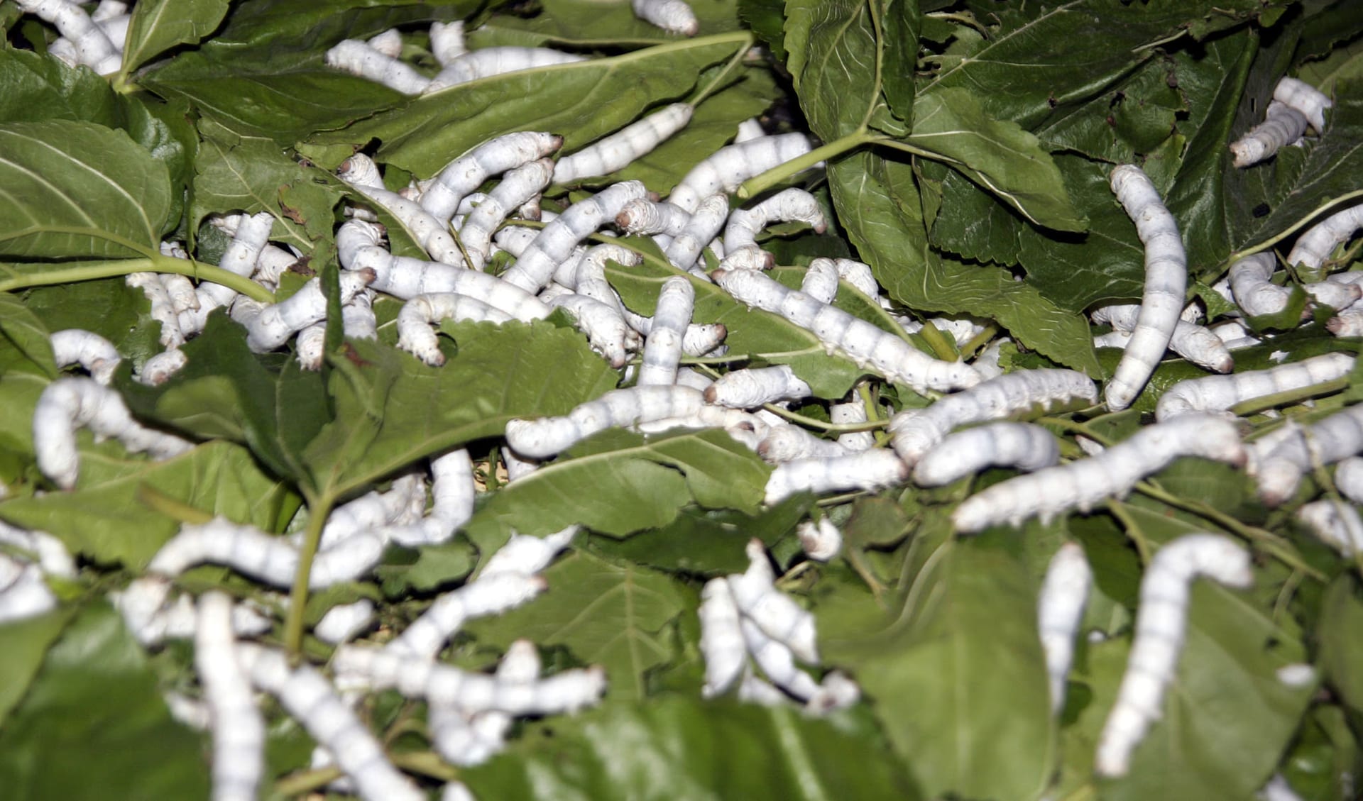 Dozens of white Bombyx mori silkworms feeding on fresh green mulberry leaves