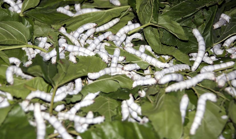 Dozens of white Bombyx mori silkworms feeding on fresh green mulberry leaves