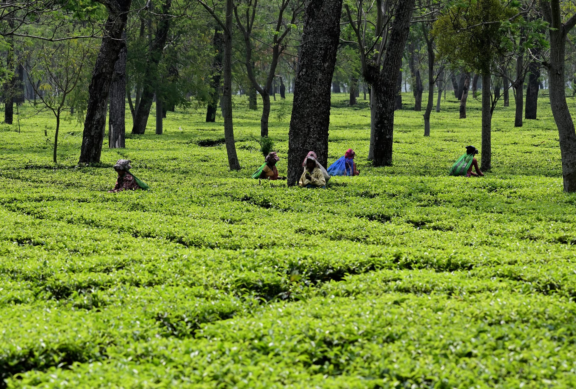Three women in headscarves pluck leaf into head-strap baskets among sunlit waist-high tea bushes, with shade trees behind
