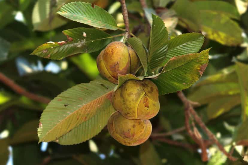 Greenish-brown ribbed fruit of the elephant-apple hanging in a cluster among toothed leaves