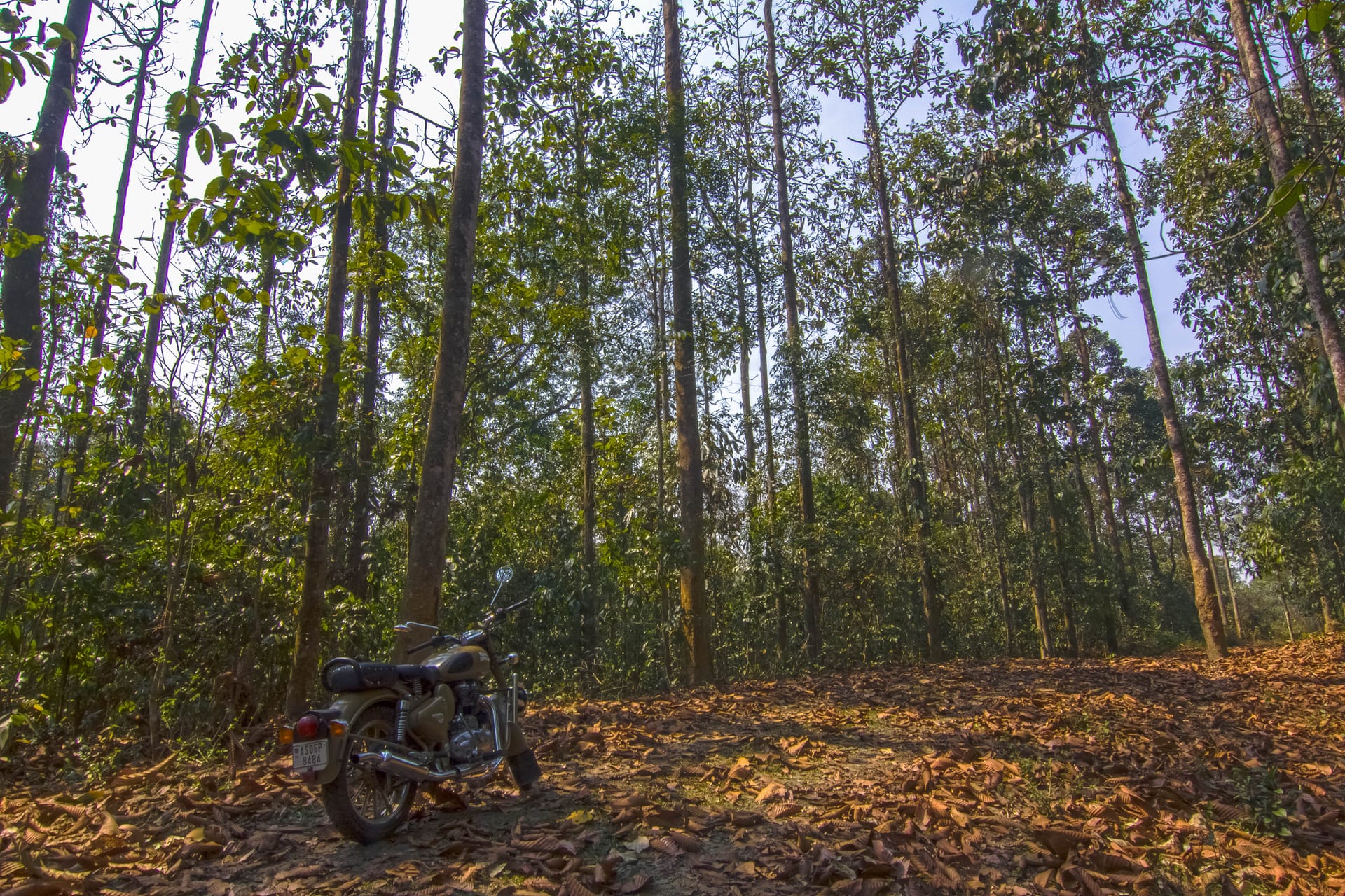 Tall straight-boled trees and a leaf-littered forest floor in the Dehing Patkai rainforest, with a parked motorcycle on a forest track