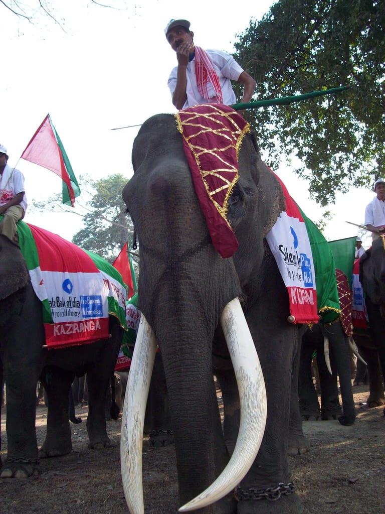 A large tusker in a red-and-gold caparison, ridden by a mahout, faces the camera amid a line of decorated elephants