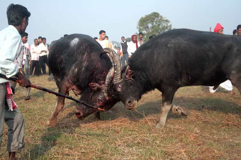 Two buffaloes with locked horns in a harvested field, a handler steadying one with a pole and a crowd of onlookers behind